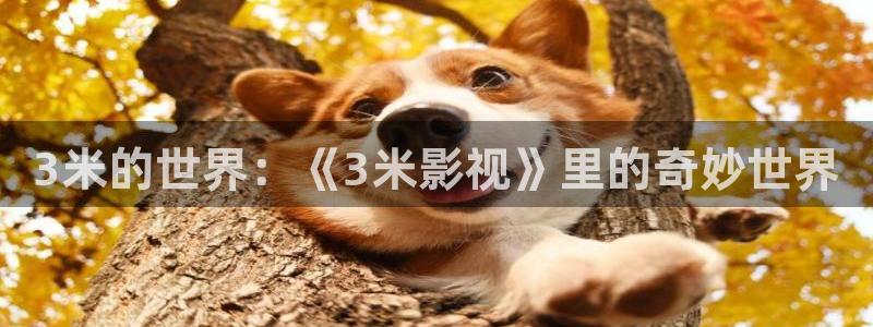 神马电影网午夜达达兔